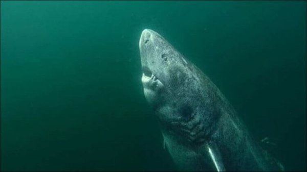 oldest shark two-750x421