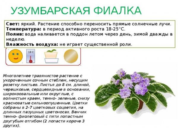 Узумбарская фиалка