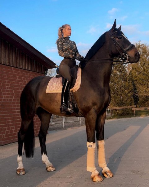 MEDIA # OF HORSE
