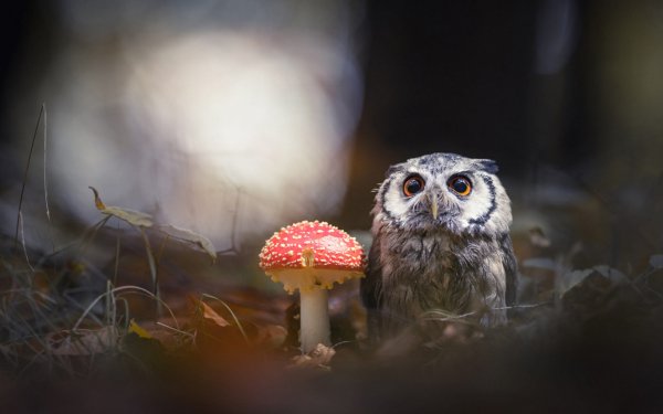 Гриб птица природа сова темный