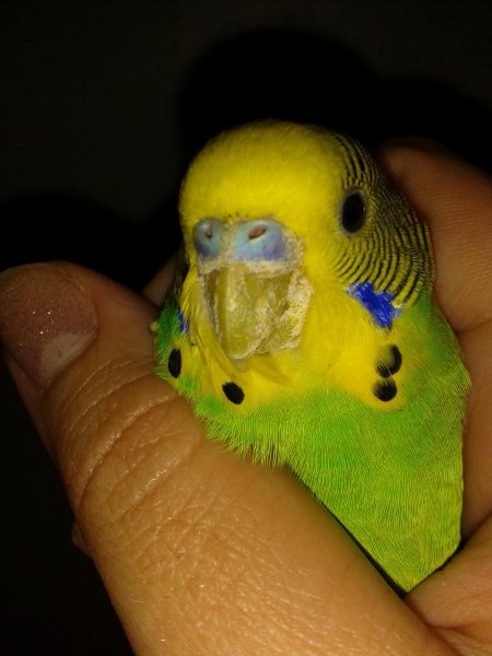 pics