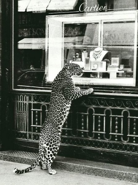 Леопард у витрины бутика Cartier в Париже