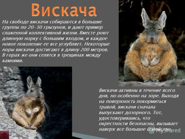 Вискача