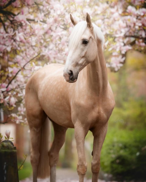 MEDIA # OF HORSE