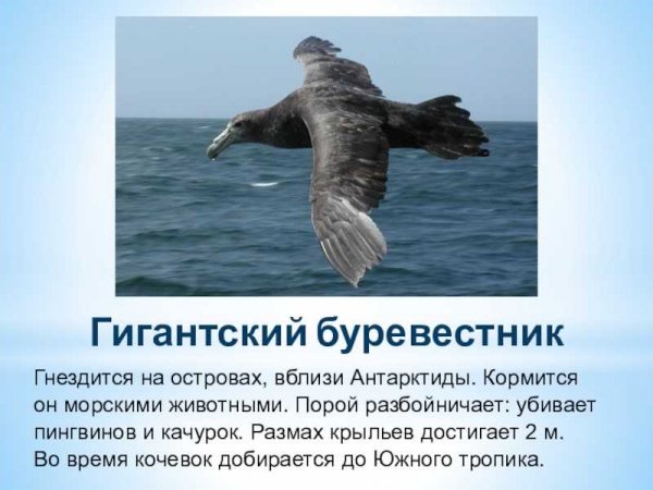 Гигантский буревестник