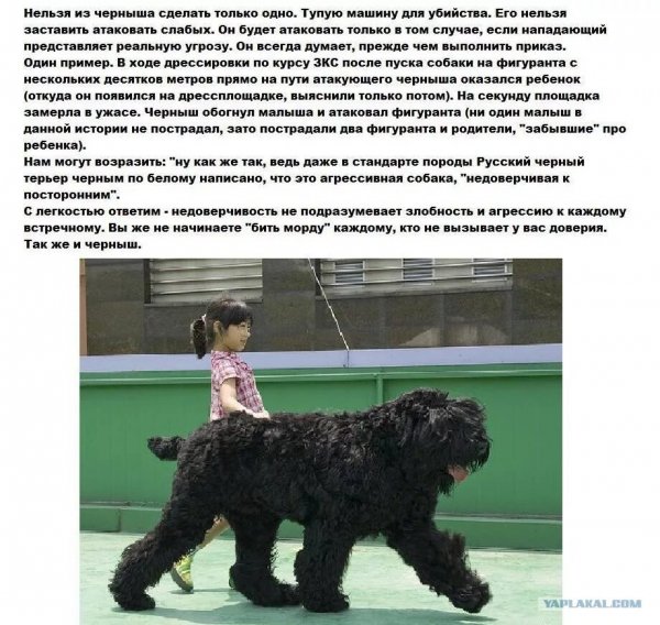 Русский чёрный терьер