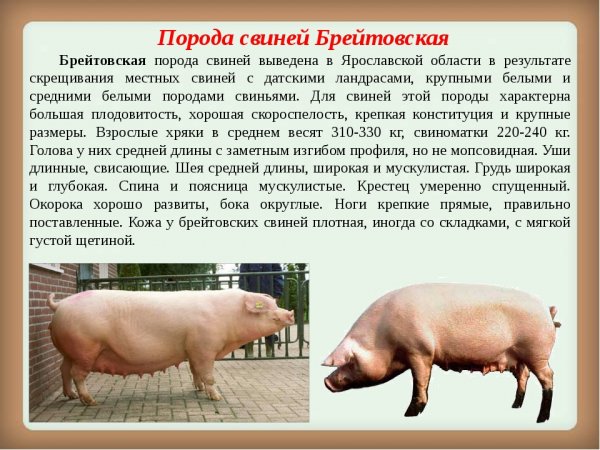 "Брейтовская"