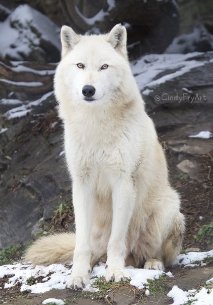 Полярный волк