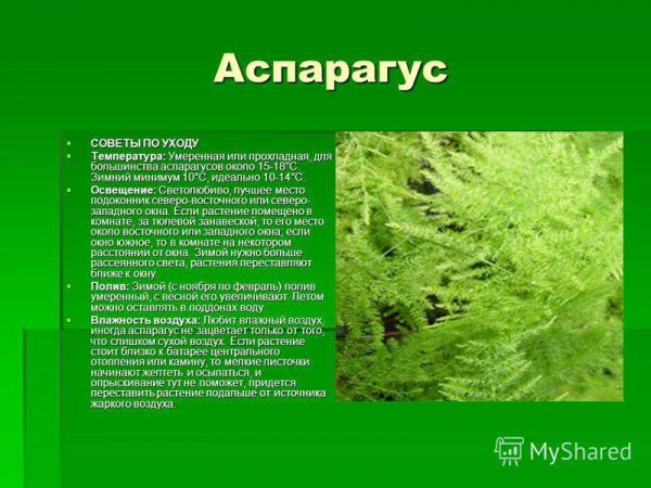 Аспарагус