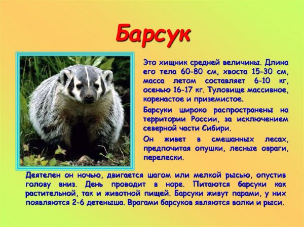 Барсук
