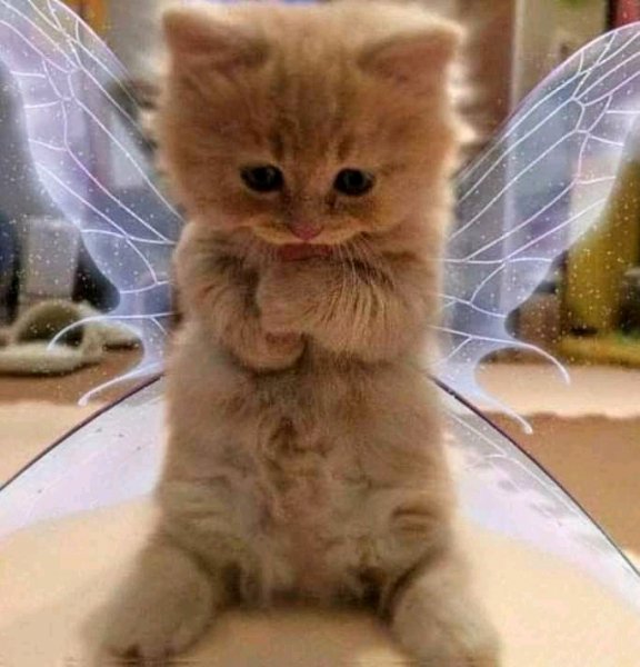 FB IMG 16420016189775931