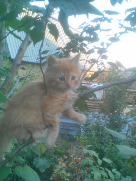 Рыжик позирует