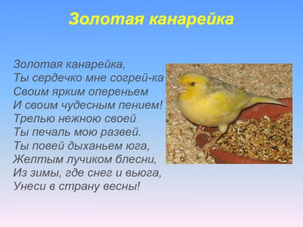 Золотая канарейка