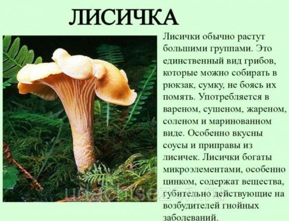 Lisichka