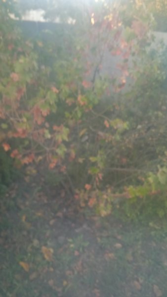 IMG-20250920-WA0001