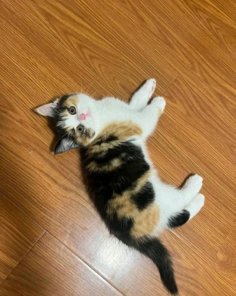 picture_412569958