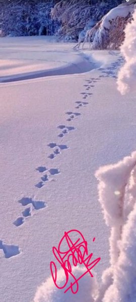 Файлы Лесника