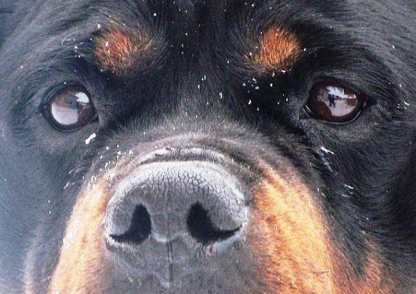Эти глазки ...
