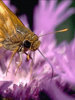 Insects 050