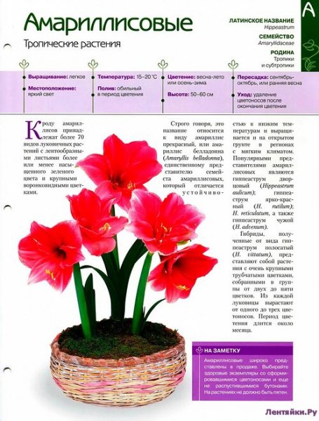 Цветы для дома