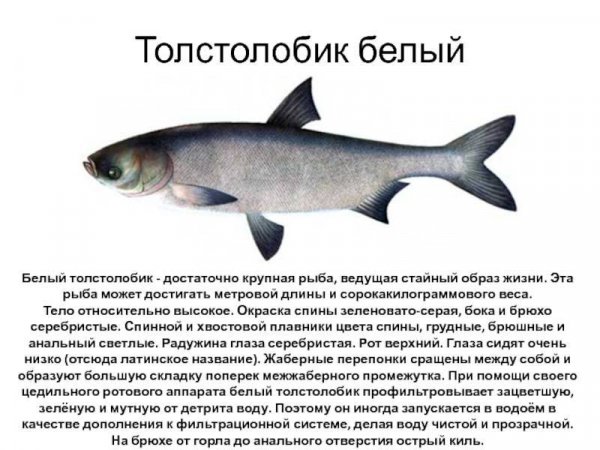 Толстолобик белый