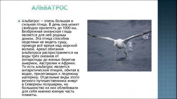 Альбатрос