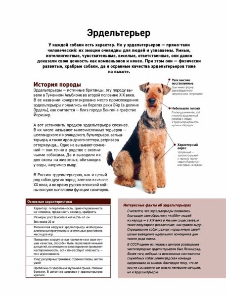 Эрдельтерьер