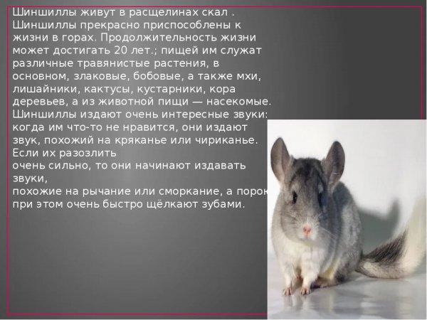 Шиншилла