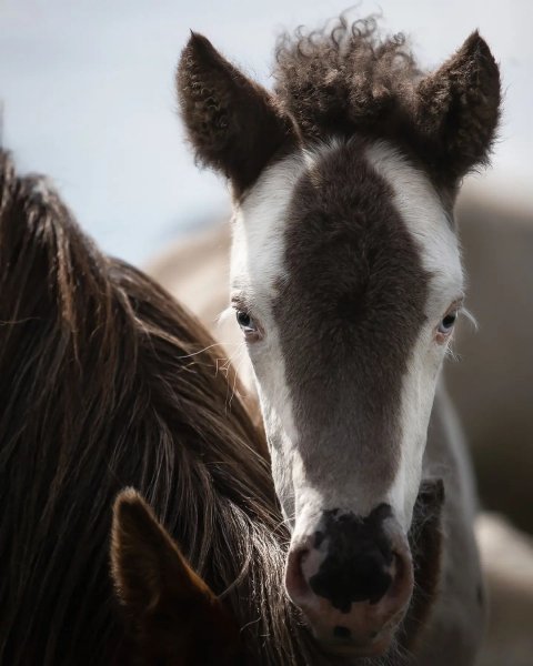 MEDIA # OF HORSE