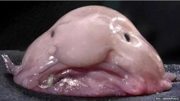 uglymore 624x351 rexgreenpeace nocredit