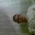 Phone Alarm v1 00 5800 n97 5530