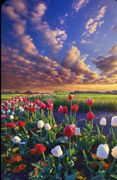 Арт Природа