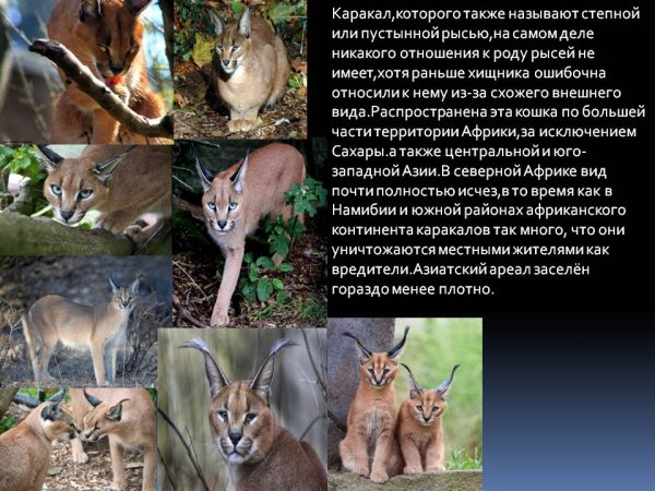 Каракал