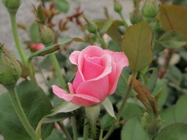 IMG 20240707 064631