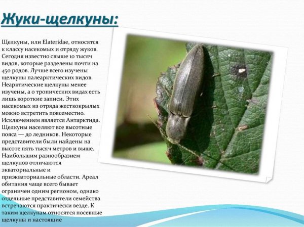 Жуки - щелкуны