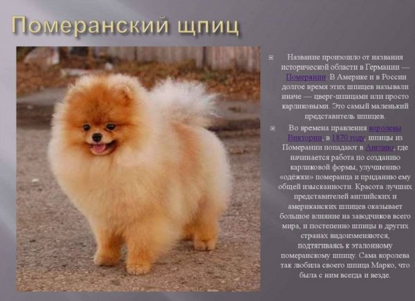Померанский шпиц