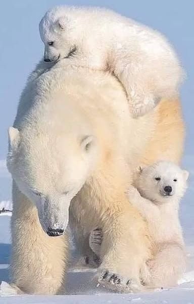 b49c794d322afac41880c78a02bf1