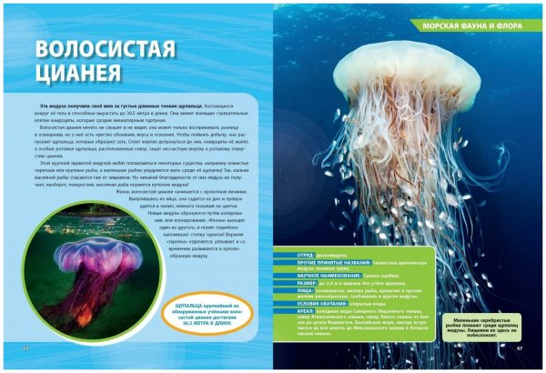 Волосистая цианея