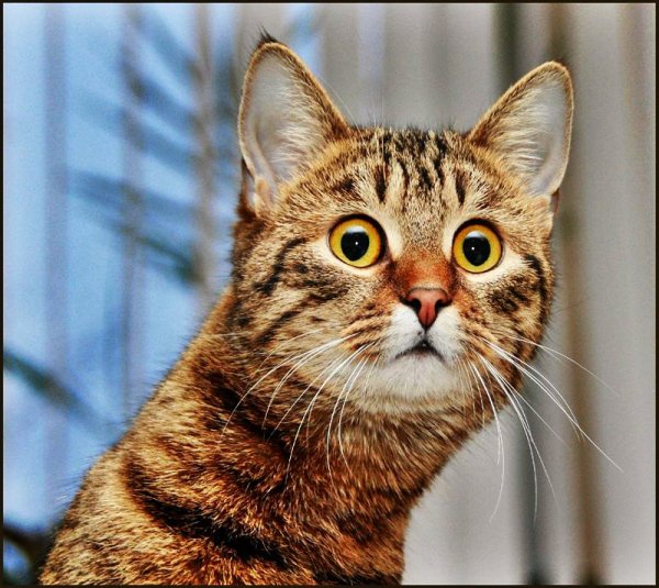 pixiz-16-06-2018-13-05-19