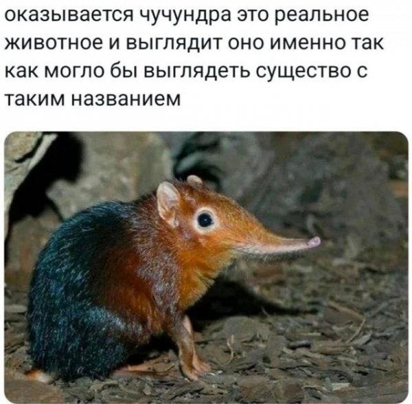 Чучундра
