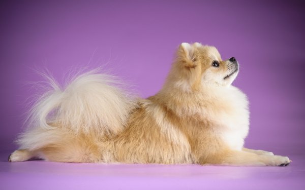 Wallpapers Mix 1959 044