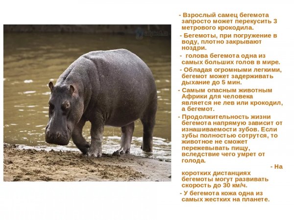 Факты о бегемоте