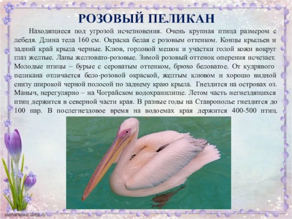 Розовый пеликан