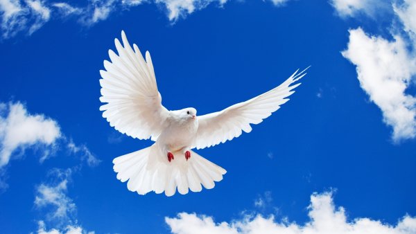 голубь white dove белый небо