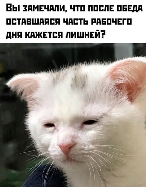 5e415b80e2 novye-memy-i-smeshnye-kartinki-s-nadpisjami-17