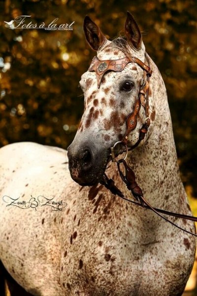 bf9d6cf5baa5e7236a0ead5a3203abbf