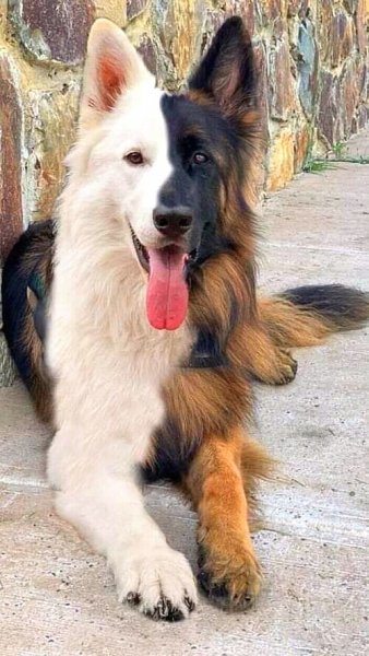 Собака какая красота оцены от1 .10