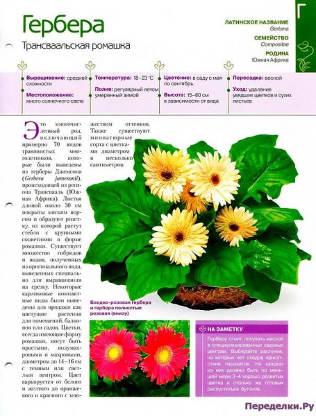 Гербера
