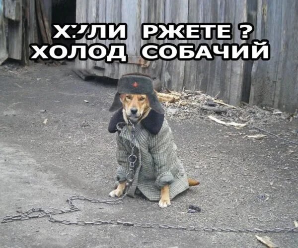 Холод собачий