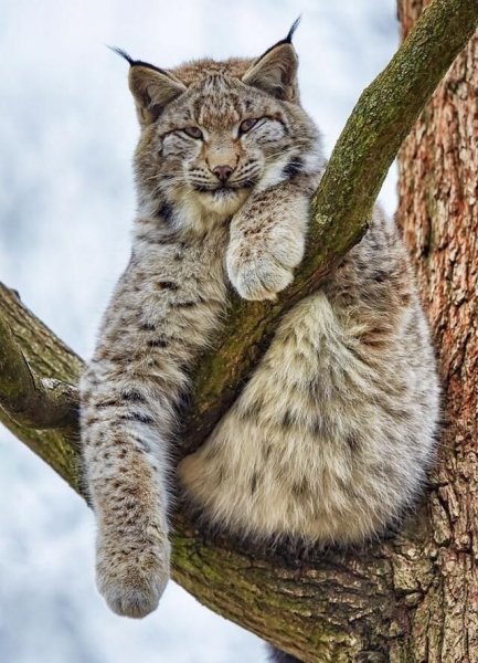 Рысь